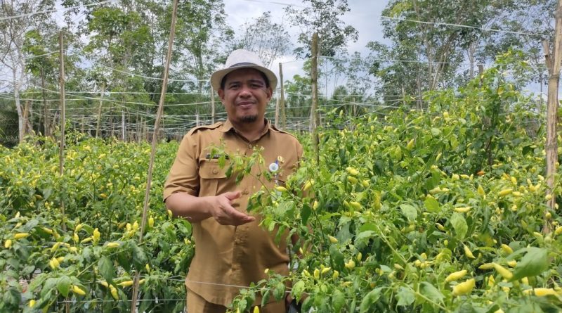 Tahun 2024, Kabupaten Paser Kembangkan Tanaman Hortikultura di lahan 11 Hektar